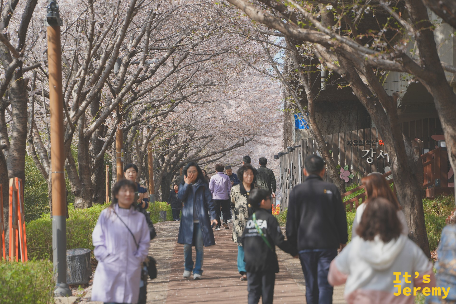 步道上人潮熙攘,兩側染井吉野形成完整的花廊隧道,地上散落細碎花瓣
