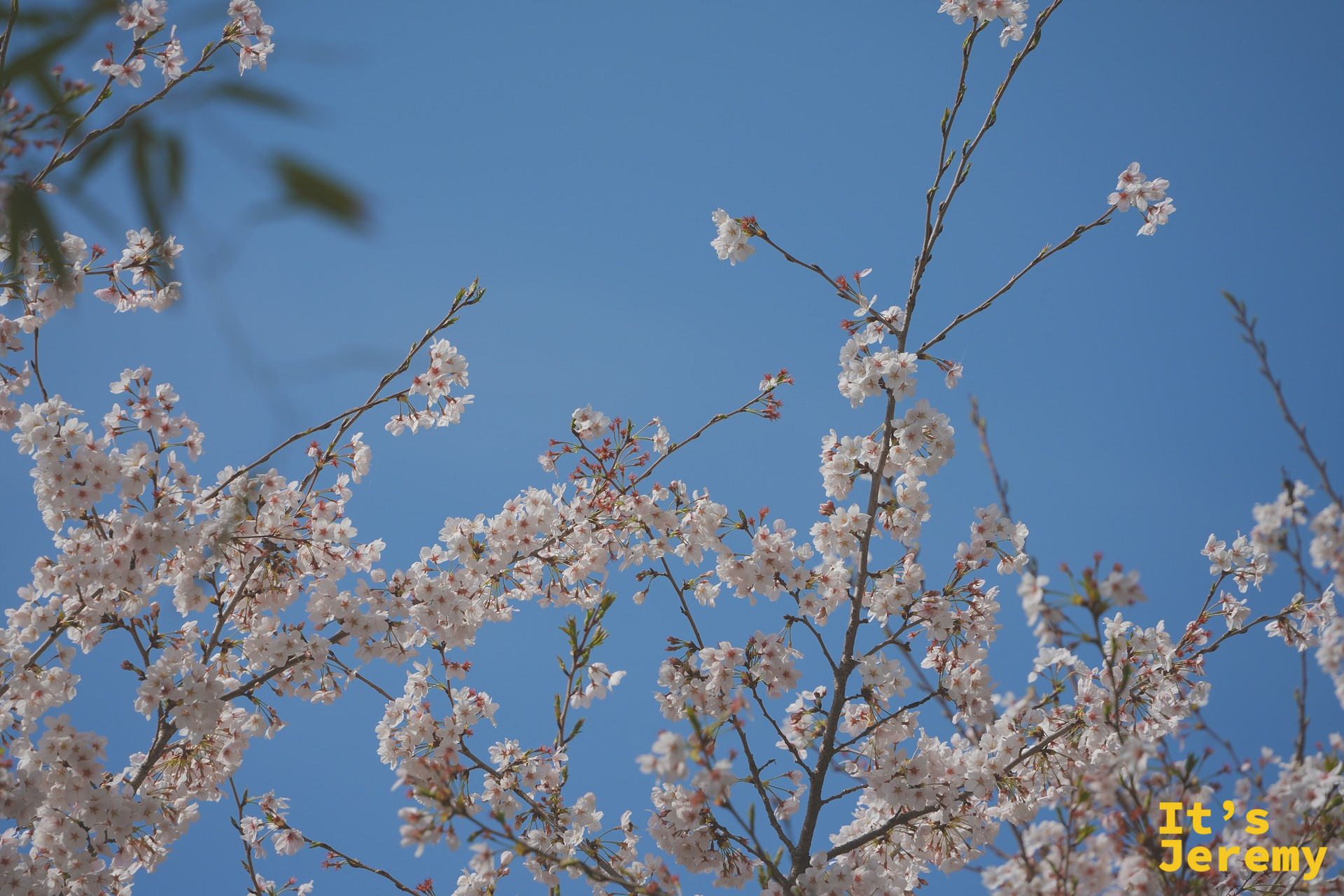 仰拍染井吉野,純白的花簇在藍天襯托下如同浮雲,春風帶著幾瓣飄落