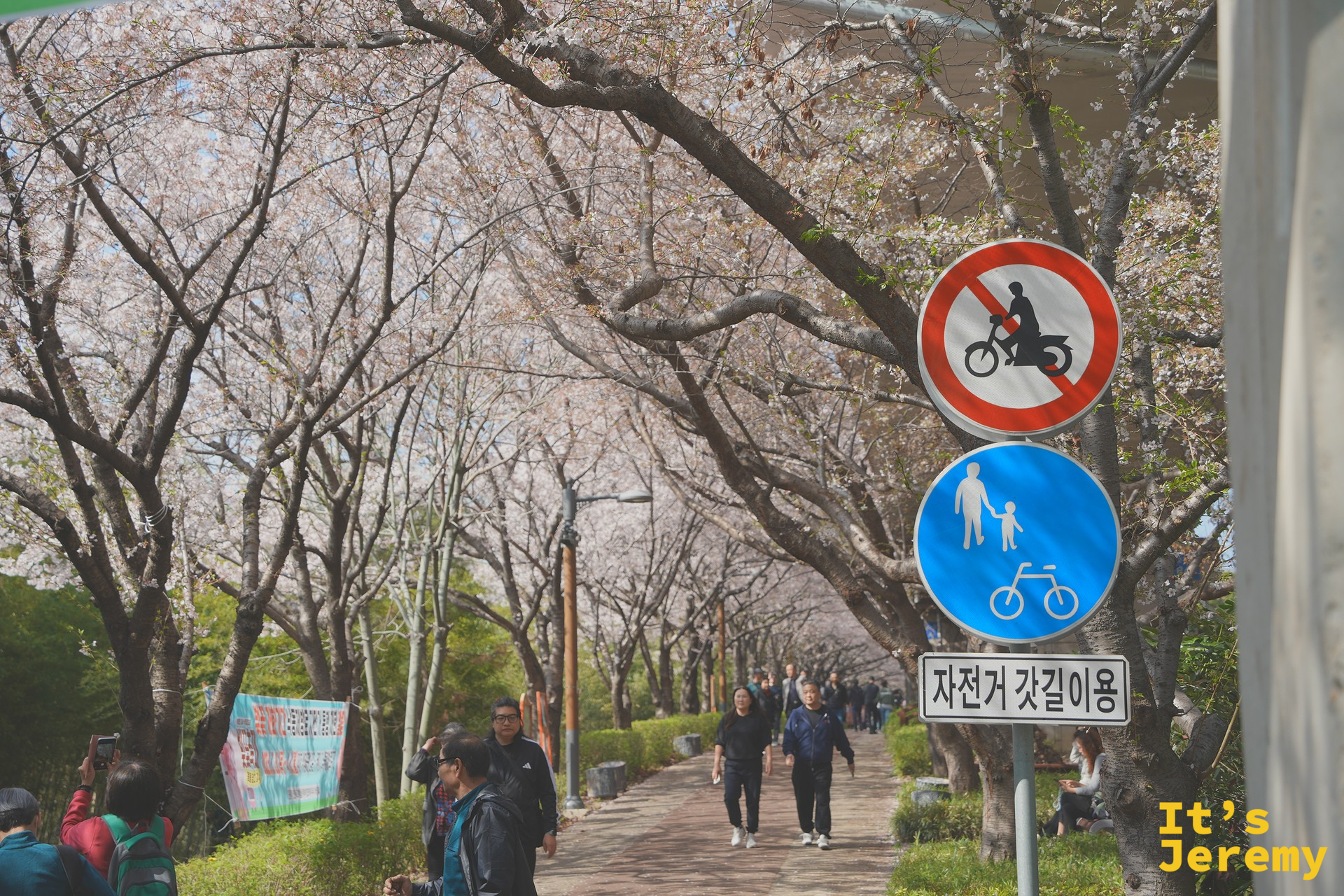 步道視角:行人悠閒穿越花廊,路旁立著自行車路線標誌,花枝在兩側伸展交疊