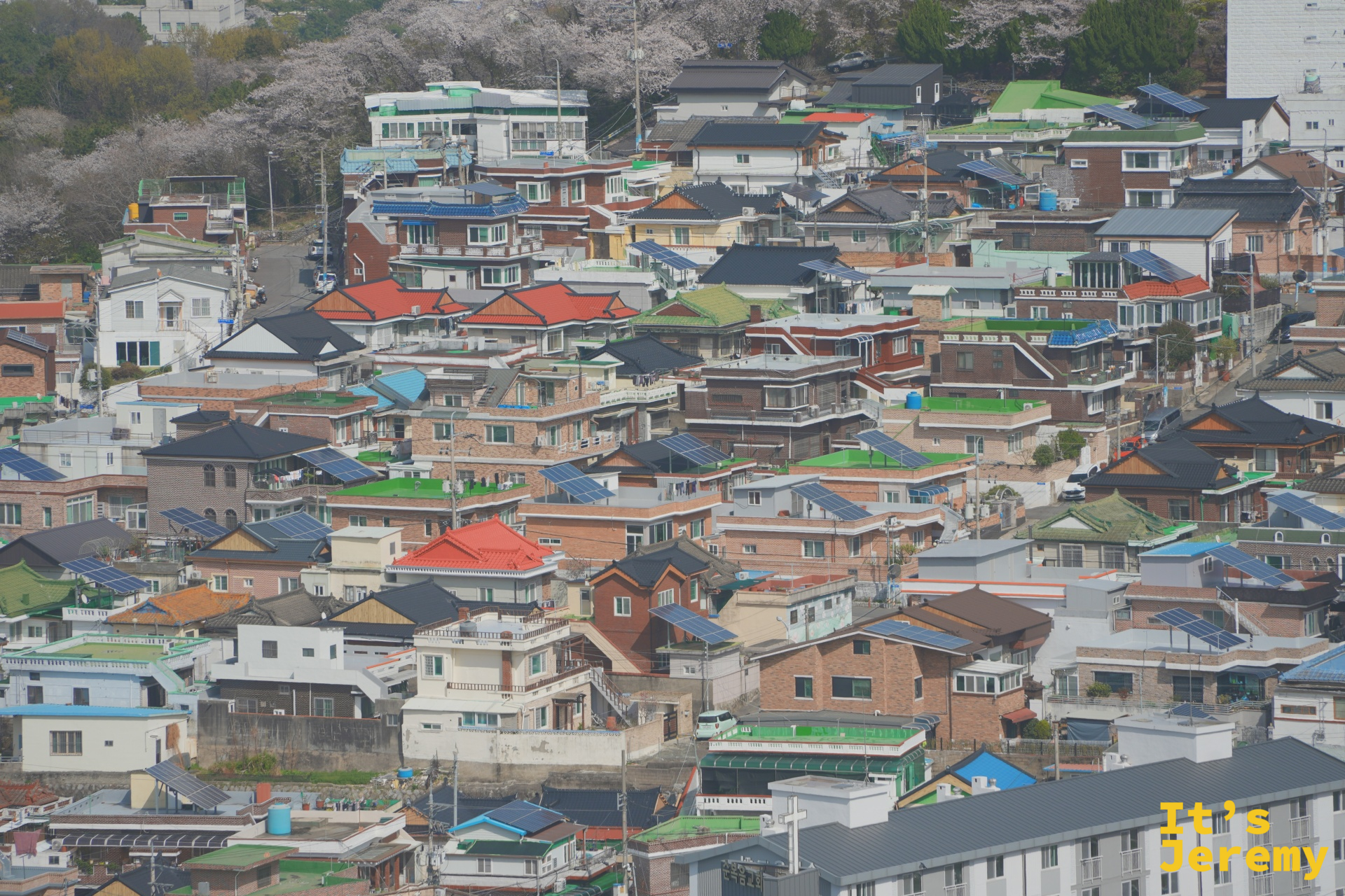 從鎮海塔俯瞰老城區,密集的彩色屋瓦填滿整個視野,遠方隱約可見粉白色的櫻花群落